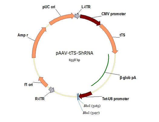 pAAV-tTS-shRNA 载体图谱